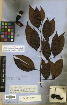 Type specimen at Edinburgh (E). Spruce, Richard: 2629. Barcode: E00313818.