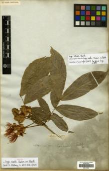 Type specimen at Edinburgh (E). Salzmann, Philipp: . Barcode: E00313820.