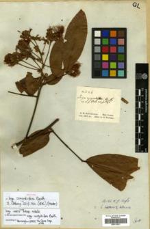 Type specimen at Edinburgh (E). Schomburgk, Robert: 226. Barcode: E00313821.