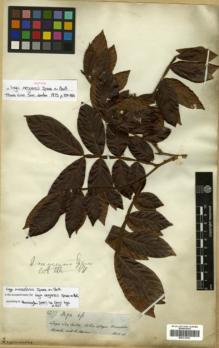 Type specimen at Edinburgh (E). Spruce, Richard: 2977. Barcode: E00313823.