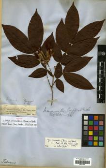 Type specimen at Edinburgh (E). Spruce, Richard: 1706. Barcode: E00313826.