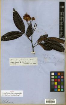 Type specimen at Edinburgh (E). Spruce, Richard: 2251. Barcode: E00313827.