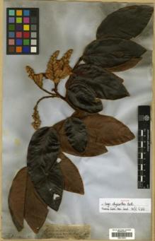 Type specimen at Edinburgh (E). Spruce, Richard: 1816. Barcode: E00313828.