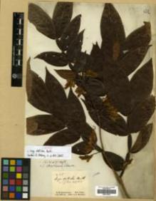 Type specimen at Edinburgh (E). Schomburgk, Robert: 25. Barcode: E00313829.