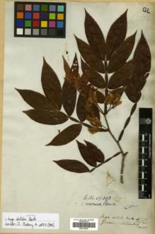 Type specimen at Edinburgh (E). Schomburgk, Robert: 25. Barcode: E00313830.