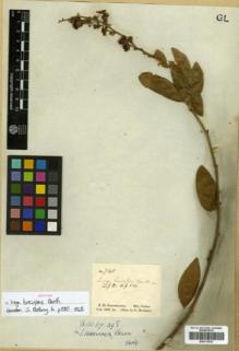 Type specimen at Edinburgh (E). Schomburgk, Robert: 740. Barcode: E00313832.