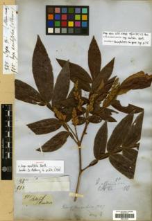 Type specimen at Edinburgh (E). Gardner, George: 985. Barcode: E00313834.