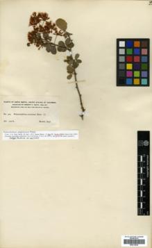 Type specimen at Edinburgh (E). Smith, Herbert: 309. Barcode: E00313839.