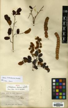 Type specimen at Edinburgh (E). Spruce, Richard: 6330. Barcode: E00313842.