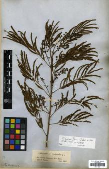 Type specimen at Edinburgh (E). Spruce, Richard: . Barcode: E00313854.