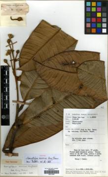 Type specimen at Edinburgh (E). Ilias: S.28777. Barcode: E00313855.