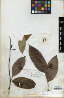 Type specimen at Edinburgh (E). Cuming, Hugh: 1617. Barcode: E00313856.