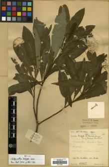 Type specimen at Edinburgh (E). Lace, John: 6005. Barcode: E00313858.