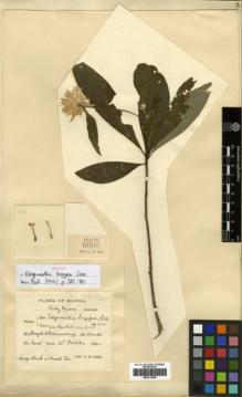Type specimen at Edinburgh (E). Lace, John: 6005. Barcode: E00313859.