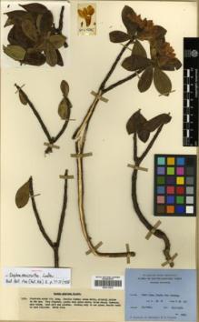 Type specimen at Edinburgh (E). Ludlow, Frank; Sherriff, George; Taylor, George: 5585. Barcode: E00313870.