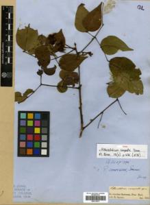 Type specimen at Edinburgh (E). Spruce, Richard: . Barcode: E00313873.
