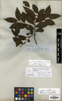 Type specimen at Edinburgh (E). Spruce, Richard: 3487. Barcode: E00313885.