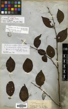 Type specimen at Edinburgh (E). Spruce, Richard: . Barcode: E00313886.