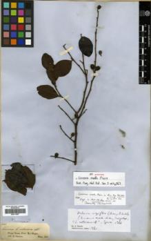 Type specimen at Edinburgh (E). Spruce, Richard: . Barcode: E00313887.