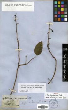 Type specimen at Edinburgh (E). Gardner, George: 1957. Barcode: E00313888.