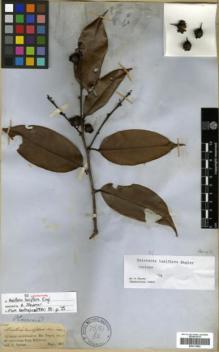 Type specimen at Edinburgh (E). Spruce, Richard: 1549. Barcode: E00313892.