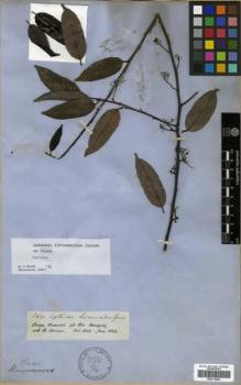 Type specimen at Edinburgh (E). Spruce, Richard: 2420. Barcode: E00313894.
