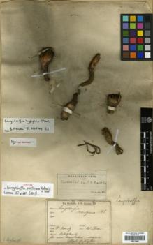 Type specimen at Edinburgh (E). Moritz, Johann: 1619. Barcode: E00313895.