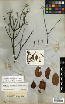 Type specimen at Edinburgh (E). Spruce, Richard: . Barcode: E00313896. Type specimen at Edinburgh (E). Spruce, Richard: . Barcode: E00313896.