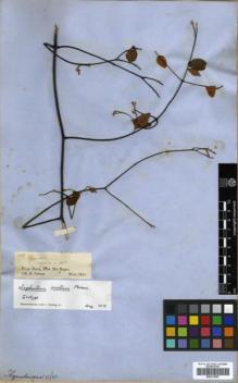 Type specimen at Edinburgh (E). Spruce, Richard: 1461. Barcode: E00313897.