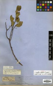 Type specimen at Edinburgh (E). Gardner, George: 5849. Barcode: E00313898.