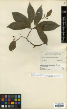 Type specimen at Edinburgh (E). Smith, Herbert: 795. Barcode: E00313903.