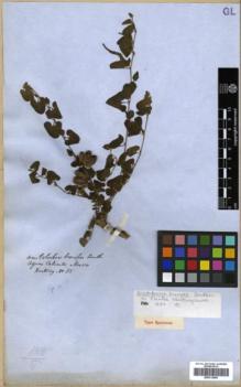Type specimen at Edinburgh (E). Hartweg, Karl: 85. Barcode: E00313905.