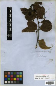 Type specimen at Edinburgh (E). Wallich, Nathaniel: 489. Barcode: E00313907.