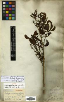 Type specimen at Edinburgh (E). Wallich, Nathaniel: 488. Barcode: E00313917.