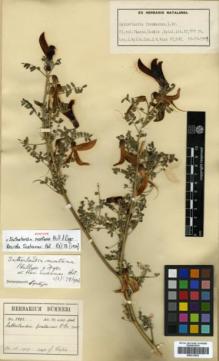 Type specimen at Edinburgh (E). Wylie, J.; Wood, John: 10560. Barcode: E00313923.