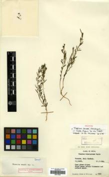 Type specimen at Edinburgh (E). Stainton, John; Sykes, William; Williams, Leonard: 1925. Barcode: E00313928.