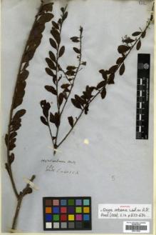 Type specimen at Edinburgh (E). Wallich, Nathaniel: 4035A. Barcode: E00313929.