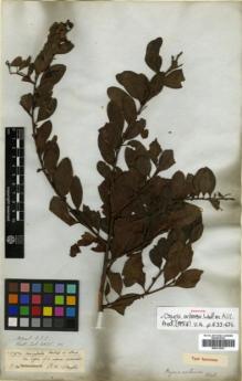 Type specimen at Edinburgh (E). Wallich, Nathaniel: 4035A. Barcode: E00313931.