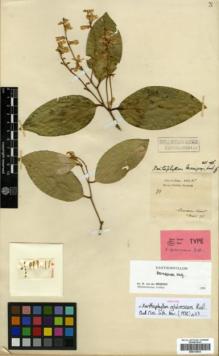 Type specimen at Edinburgh (E). Hose, Charles: 38. Barcode: E00313933.
