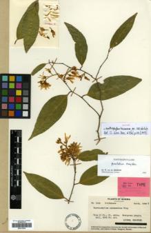 Type specimen at Edinburgh (E). Dickason, F.G.: 9142. Barcode: E00313934.