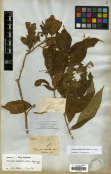 Type specimen at Edinburgh (E). Wallich, Nathaniel: 4191A. Barcode: E00313942.