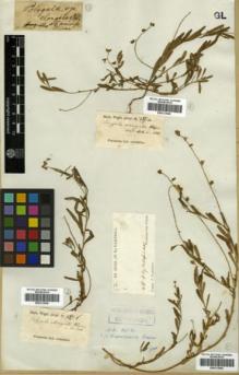 Type specimen at Edinburgh (E). Klein, Johann: . Barcode: E00313944.