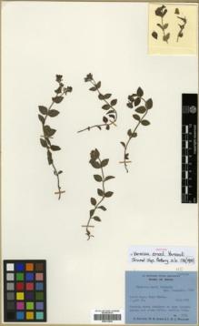 Type specimen at Edinburgh (E). Polunin, Oleg; Sykes, William; Williams, Leonard: 5294. Barcode: E00313953.