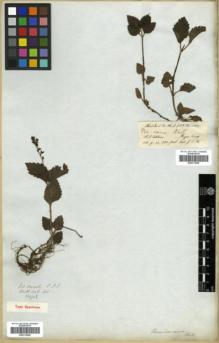 Type specimen at Edinburgh (E). Wallich, Nathaniel: 401. Barcode: E00313954.