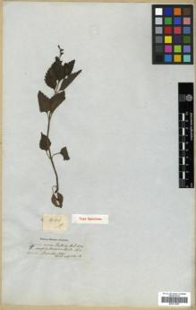Type specimen at Edinburgh (E). Wallich, Nathaniel: 401A. Barcode: E00313957.