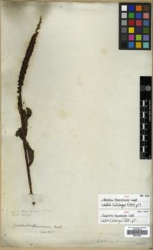 Type specimen at Edinburgh (E). Wallich, Nathaniel: 405. Barcode: E00313960.