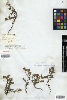 Type specimen at Edinburgh (E). Gillies, John: 121. Barcode: E00313963.