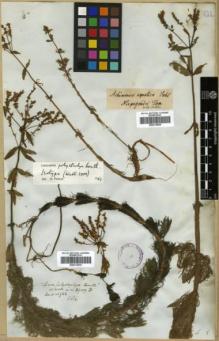 Type specimen at Edinburgh (E). Wallich, Nathaniel: 3909B. Barcode: E00313970.