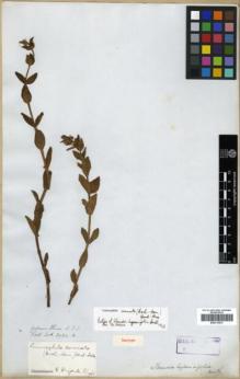 Type specimen at Edinburgh (E). Wallich, Nathaniel: 3934B. Barcode: E00313972.