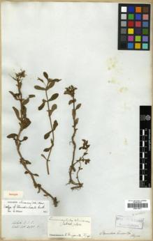 Type specimen at Edinburgh (E). Wallich, Nathaniel: 3930C. Barcode: E00313973.